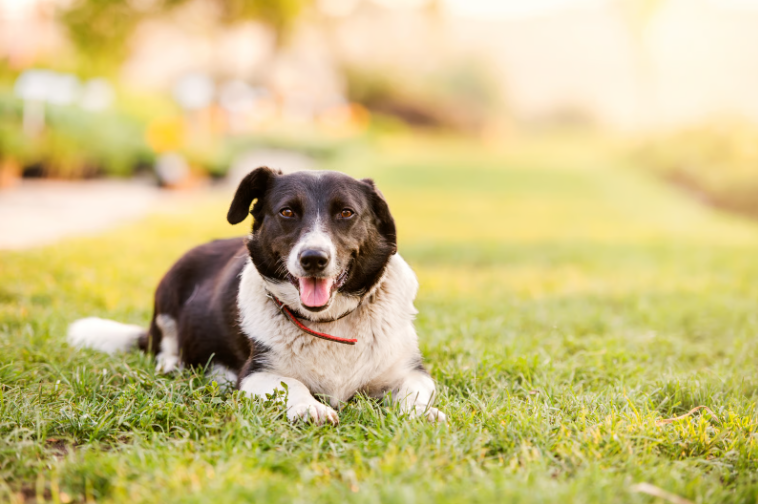 Happy dog lying in green grass with extending paws