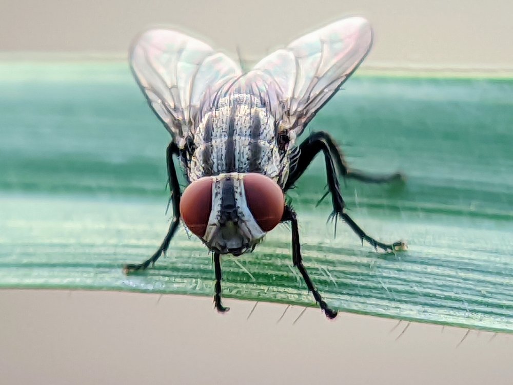 Silhouette of a Fly (Brachycera) on a Leaf Tip: Abstract Background with Texture and Natural Elements