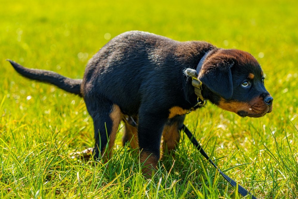 Learn how pet waste can affect lawn health, why damage occurs, and practical ways to keep your grass healthy year-round. Read more