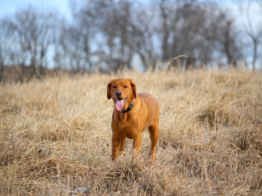 A brown fox red Labrador Retriever dog stands in a field of dry grass.